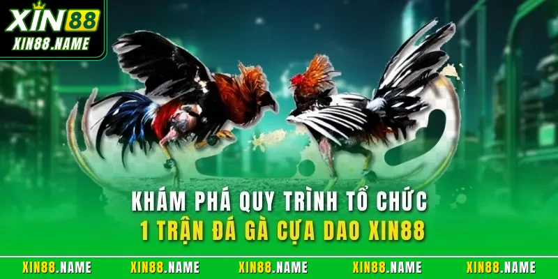 Khám phá quy trình tổ chức 1 trận đá gà cựa dao XIN88